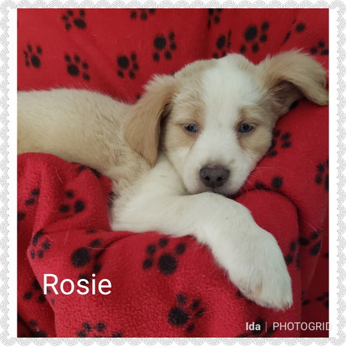 Rosie