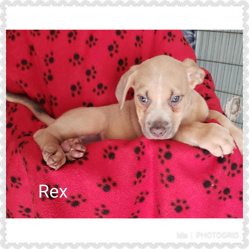 Rex