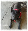 adoptable Dog in  named Midnight