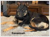 Savannah