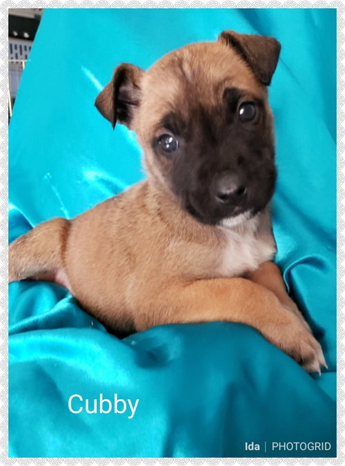 Cubby