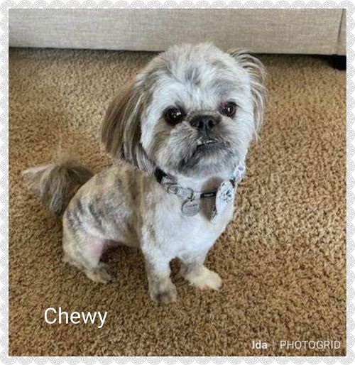 Chewy