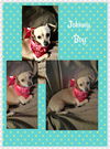 Johnny Boy