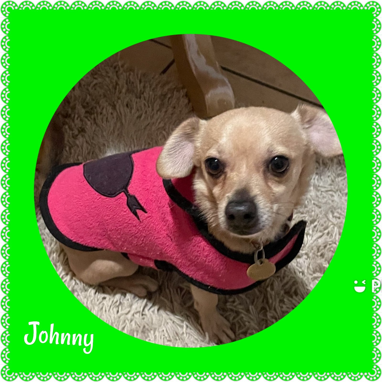 adoptable Dog in Beaumont, CA named Johnny Boy