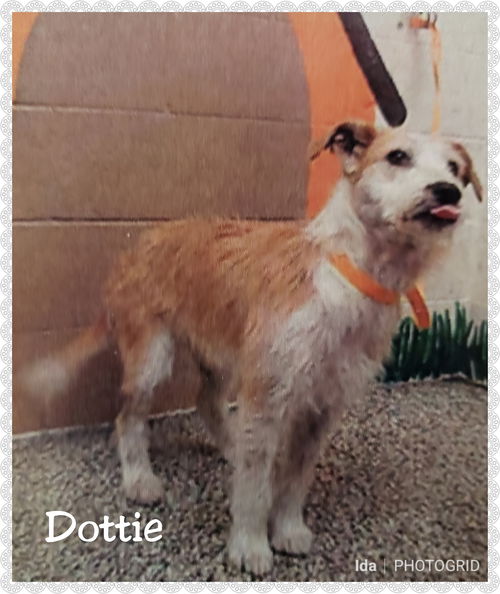 Dottie