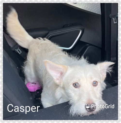 Casper