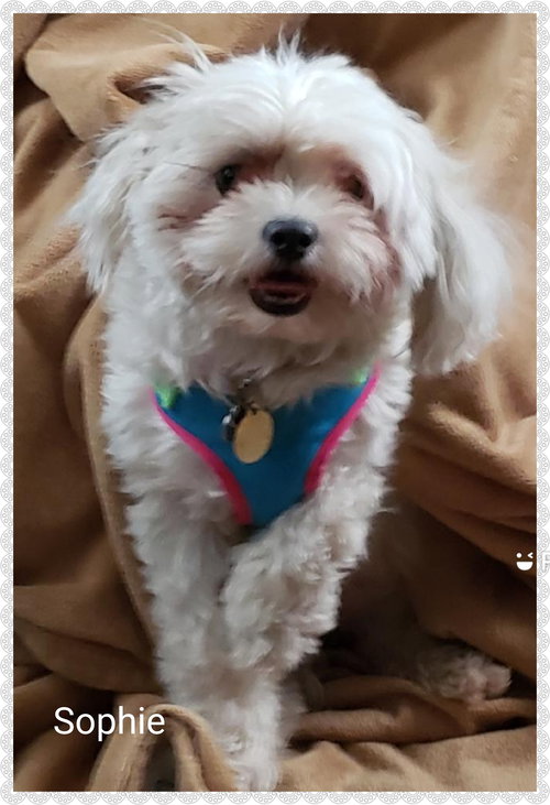 Sophie