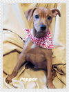 Pepper