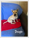 Dougie