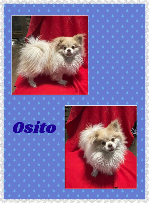 Osito