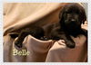 Belle