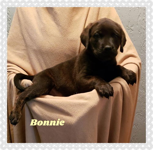 Bonnie
