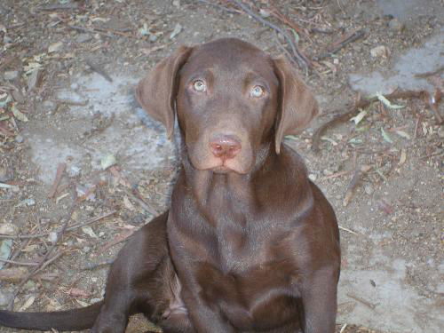 Chocolate lab baby