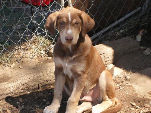 Chocolate lab/Shep baby 1