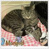Marigold