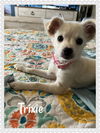 Trixie