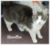 Hamilton