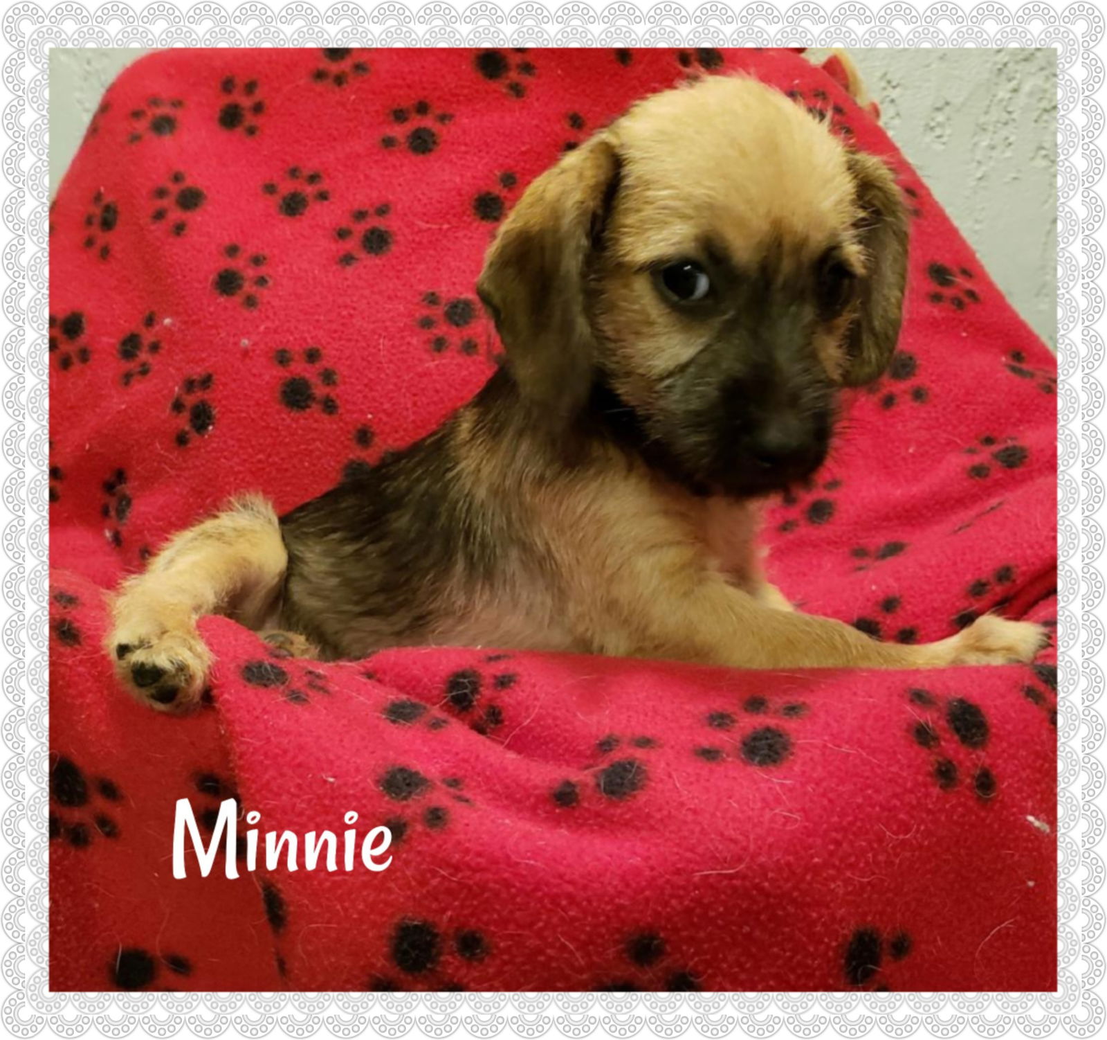 dog-for-adoption-minnie-a-dachshund-in-las-vegas-nv-alpha-paw