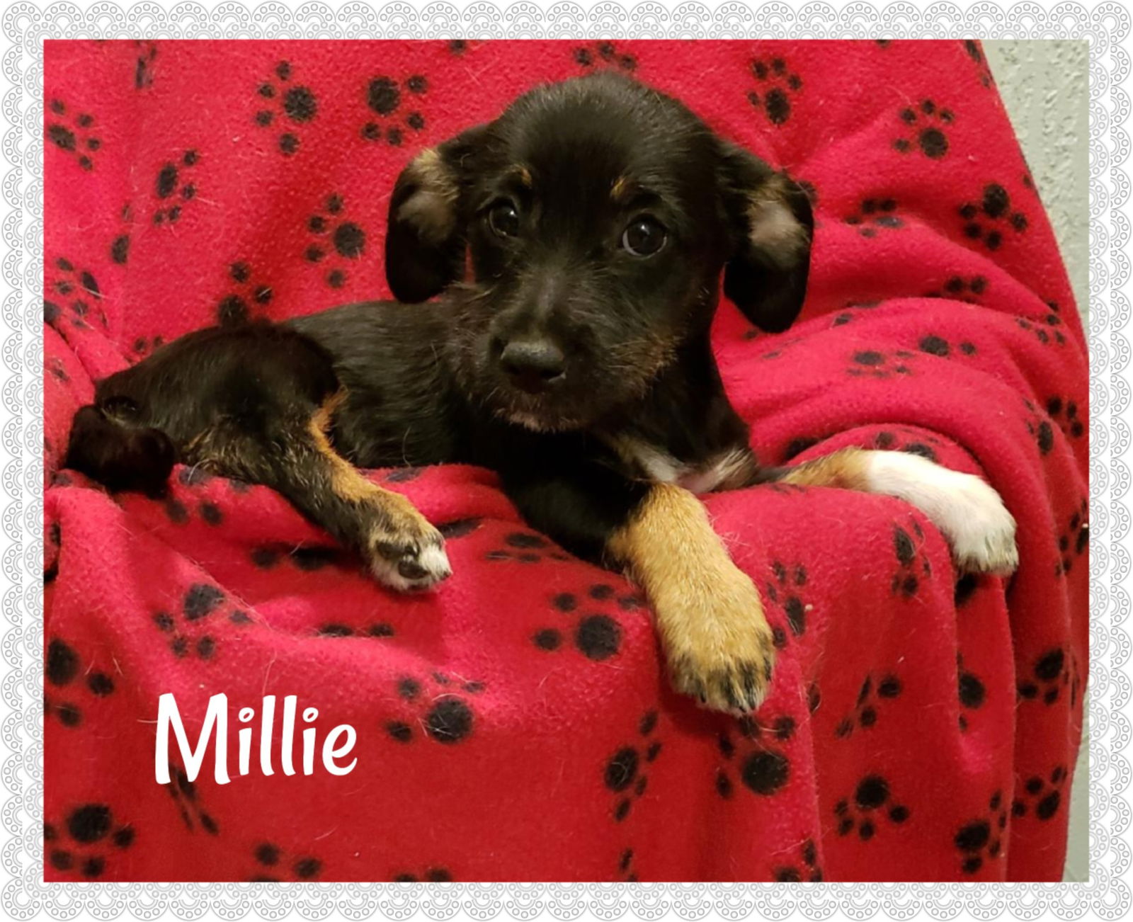 Dog for Adoption - Millie, a Dachshund in Bullhead City, AZ | Alpha Paw