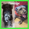 Penelope