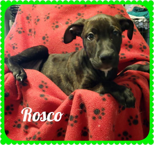 Rosco