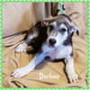Darlene