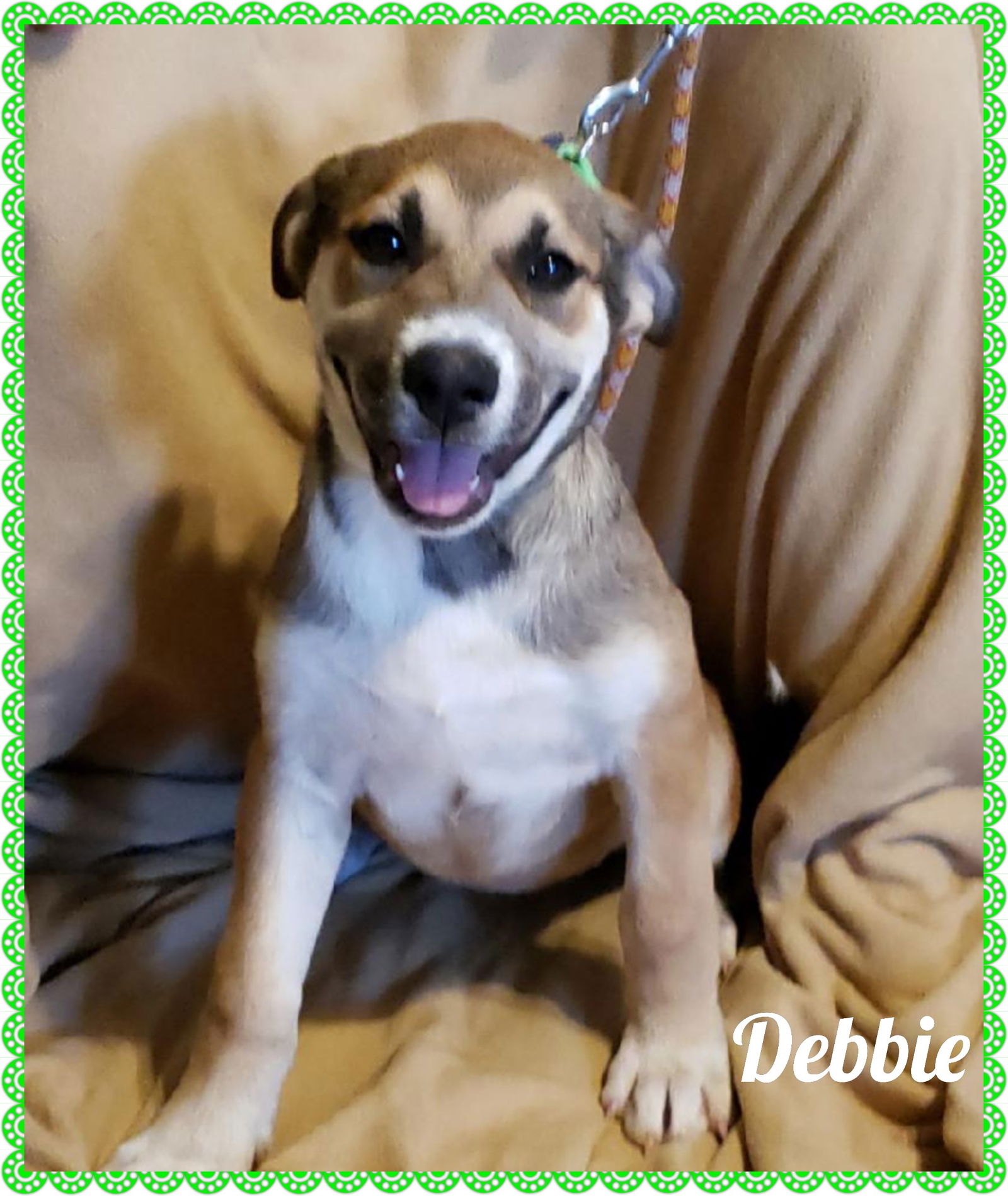 Dog for Adoption Debbie, a Shepherd in Mission Viejo, CA Alpha Paw