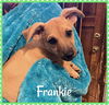 Frankie