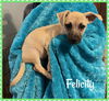 Felicity