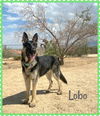 Lobo