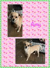 Amy