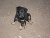 shep/chow mix pup1