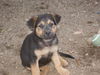 shep/chow mix pup3