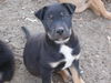 shep/chow mix pup3