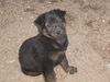 shep/chow mix pup3