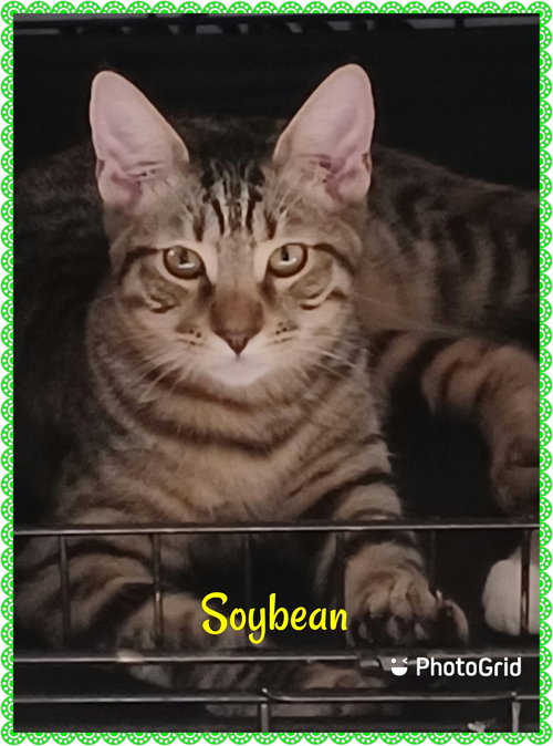 Soybean