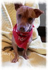 Toby