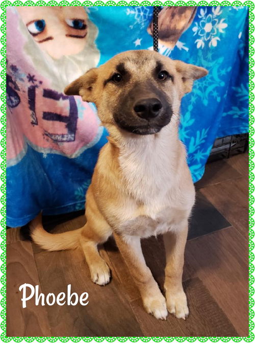 Phoebe