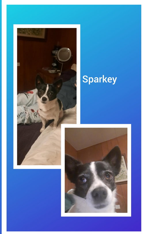 Sparkey