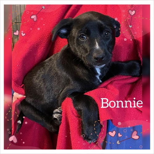 Bonnie