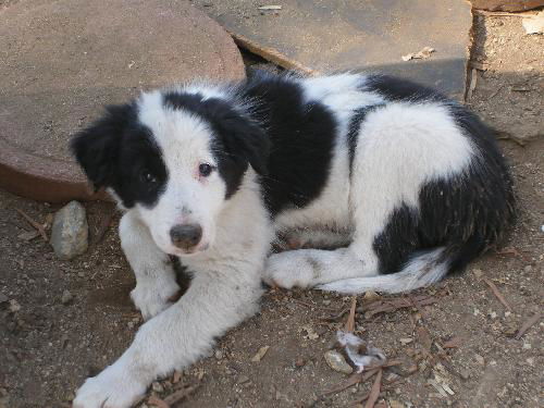 Dot-purebred Border Collie