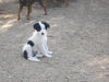 Dot-purebred Border Collie