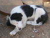 Dot-purebred Border Collie