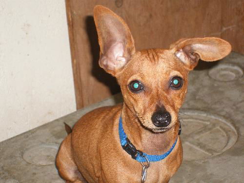 Rosie -Doxie mix pup