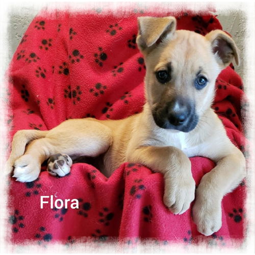 Flora