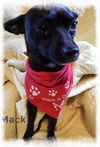 Mack