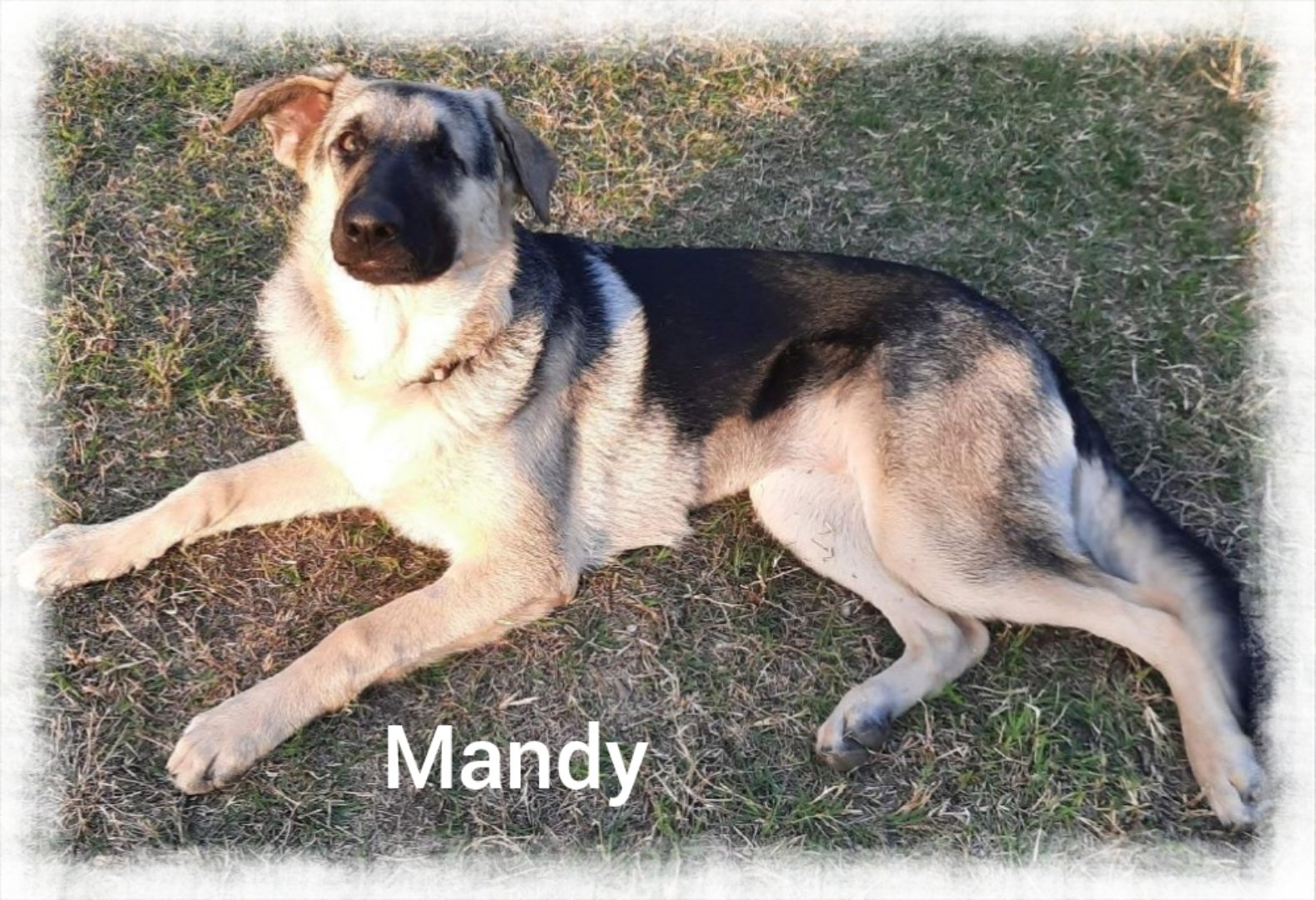 adoptable Dog in Beaumont, CA named Mandy