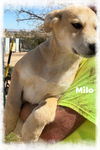 Milo