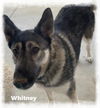 Whitney