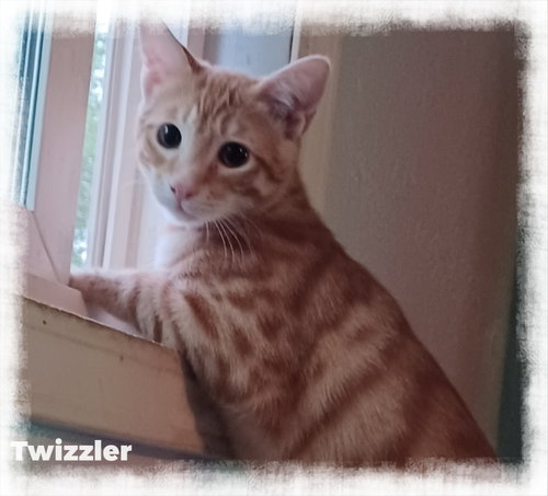 Twizzler